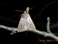 Orthosia sordescens имаго-самец